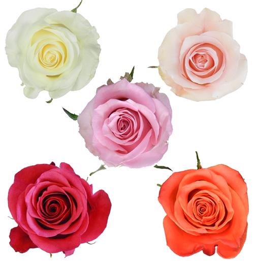 VALENTINE`S DAY PACK  ASSORTED COLOR ROSES
